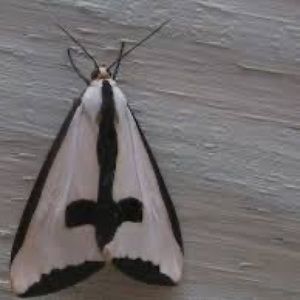 Meet your Posher, Moth……..